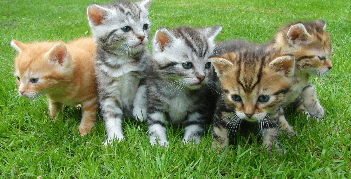 animal-assisted therapy