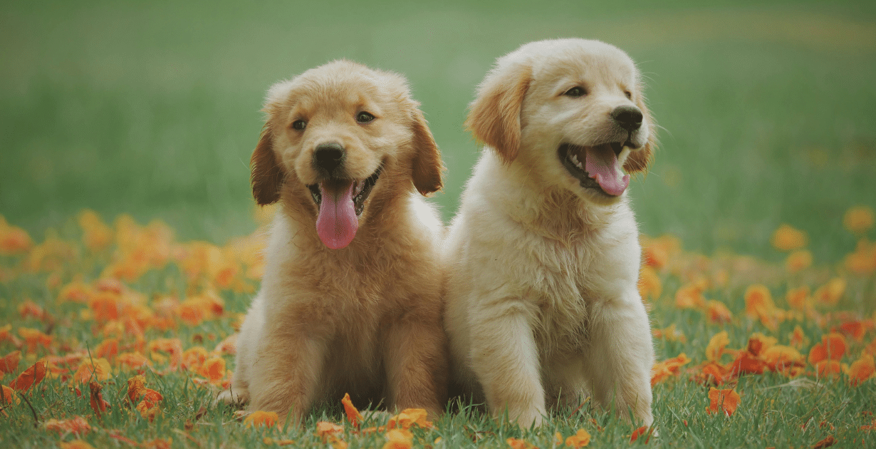 animal-assisted therapy